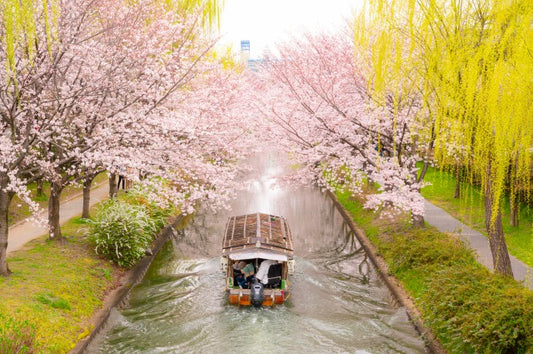 OHANAMI IN JAPAN